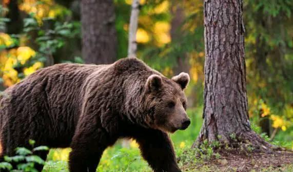 常见食肉动物有哪些
