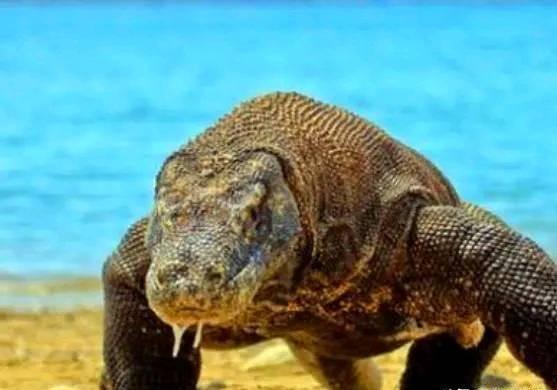 常见食肉动物有哪些