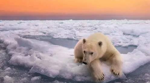 常见食肉动物有哪些