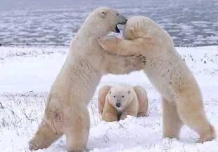 常见食肉动物有哪些