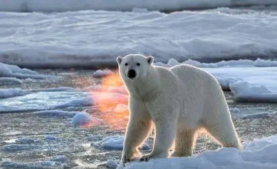 常见食肉动物有哪些