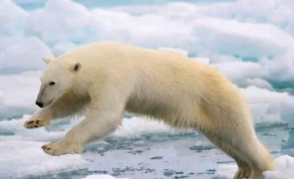 常见食肉动物有哪些