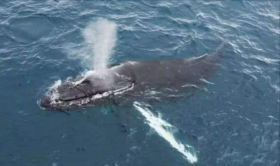 上古时期海洋霸主是谁