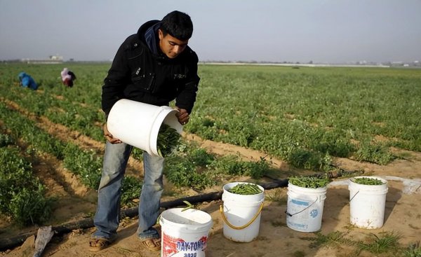 氮肥作用于植物的哪个部位