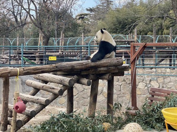 中国一共有多少只大熊猫