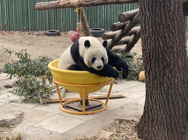 中国一共有多少只大熊猫