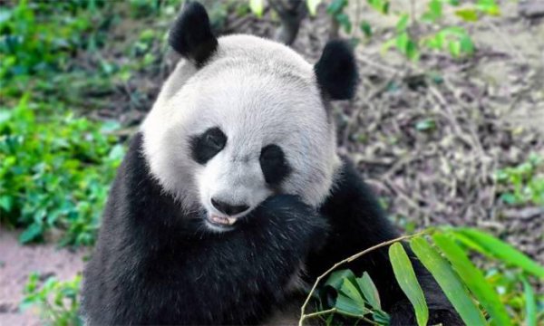 中国一共有多少只大熊猫