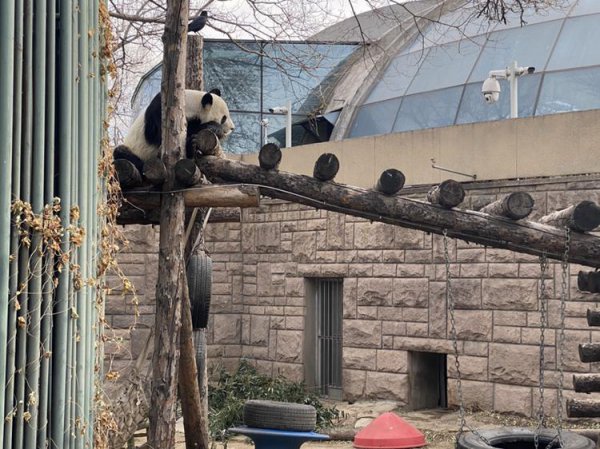 中国一共有多少只大熊猫