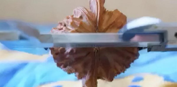 文玩核桃50种大全