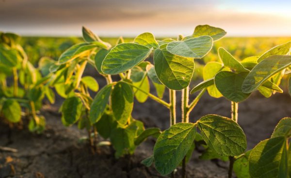 大豆种植的株距和行距是多少合适