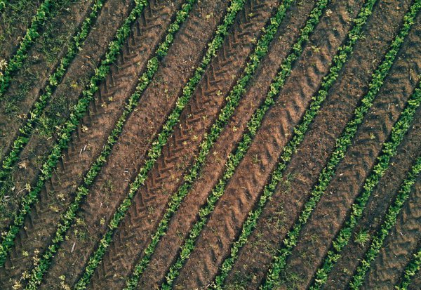 大豆种植的株距和行距是多少合适