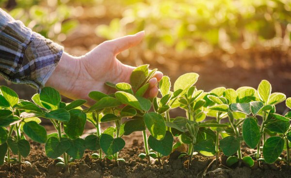 大豆种植的株距和行距是多少合适