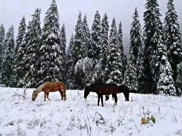夏天下雪意味着什么现象