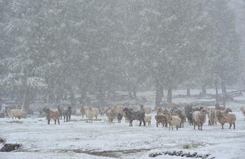 夏天下雪意味着什么现象