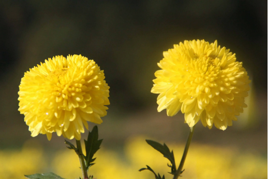菊花品质好的茶有哪些品种