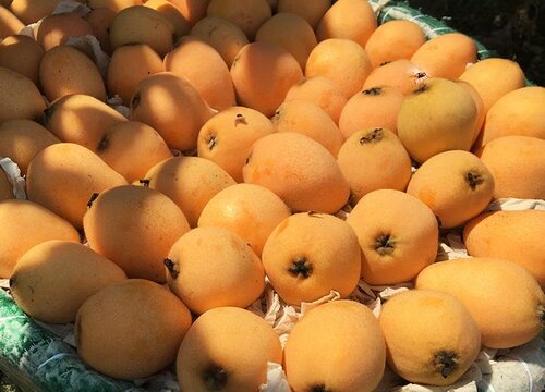 枇杷产地哪里最有名