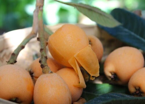 枇杷产地哪里最有名