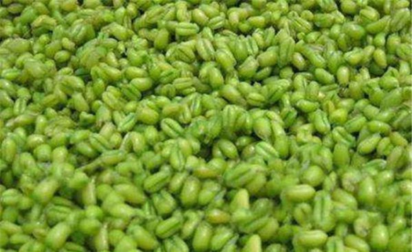 夏季野钓鲫鱼用什么饵料最好