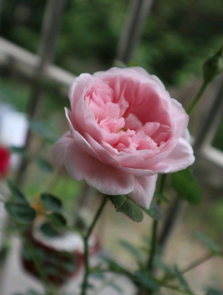 月季花怎样修剪能多开花朵