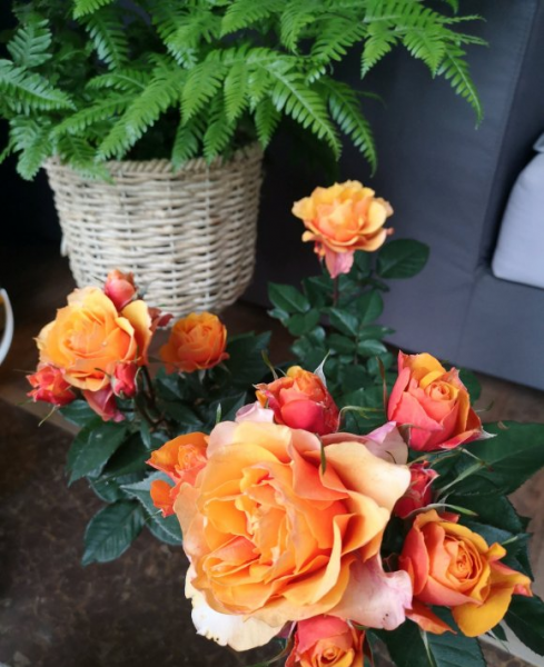 月季花怎样修剪能多开花朵