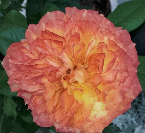 月季花怎样修剪能多开花朵