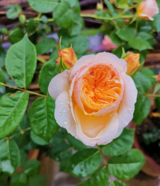 月季花怎样修剪能多开花朵