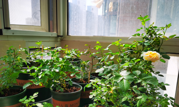 月季花怎样修剪能多开花朵