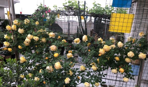 月季花怎样修剪能多开花朵