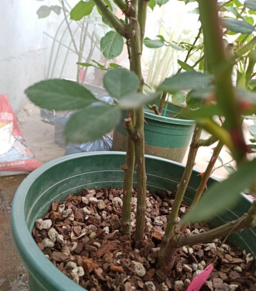 月季花怎样修剪能多开花朵