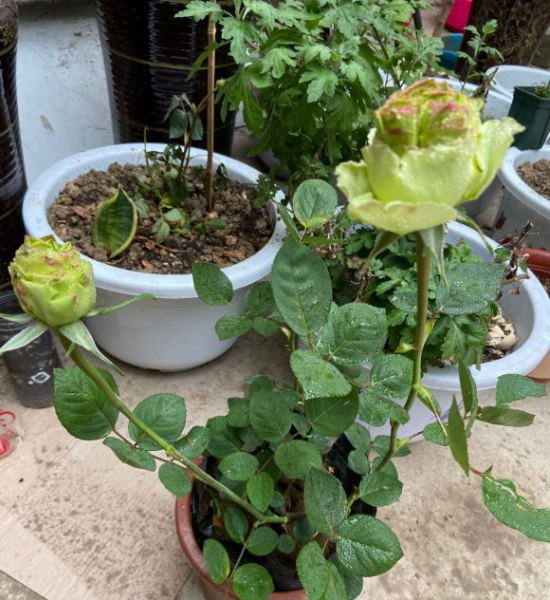 月季花怎样修剪能多开花朵