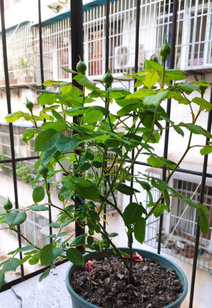 月季花怎样修剪能多开花朵