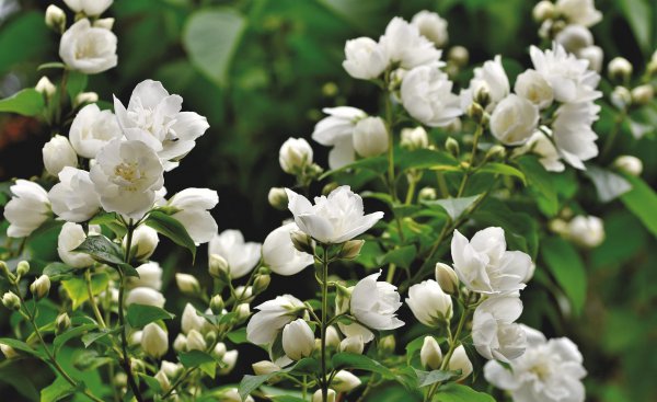 茉莉花茶产地哪里的好