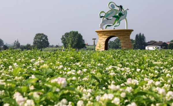 茉莉花茶产地哪里的好