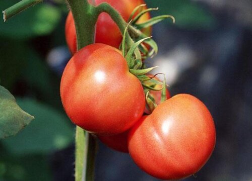 番茄亩产量多少斤