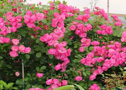 月季如何养护避免僵芽