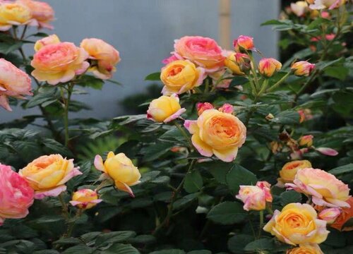 月季如何养护避免僵芽