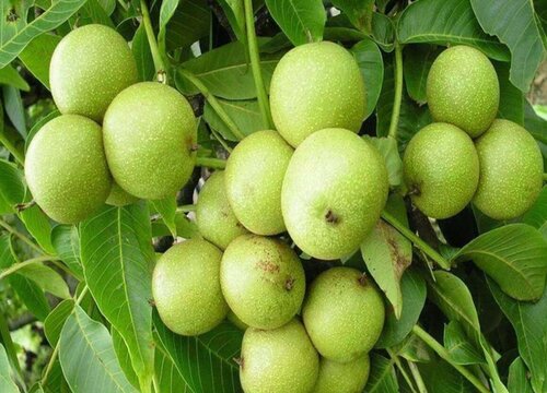 麻核桃什么时候采摘合适