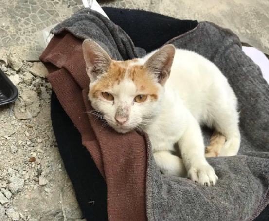 流浪猫渴望被收养的表现