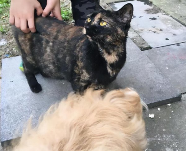 流浪猫渴望被收养的表现