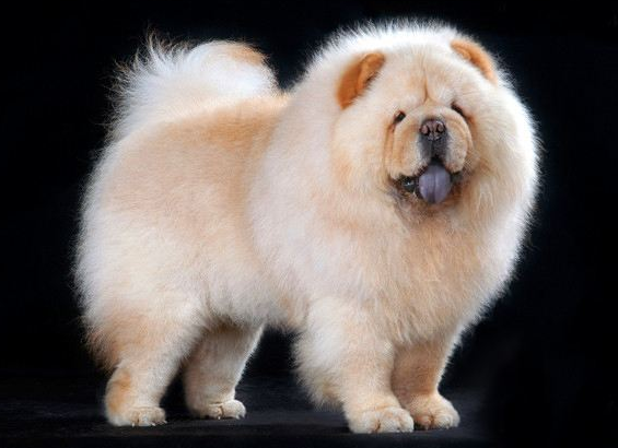 世界上最笨的狗排名