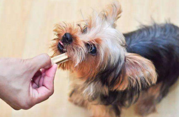 世界上最笨的狗排名