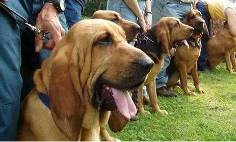 世界上最笨的狗排名