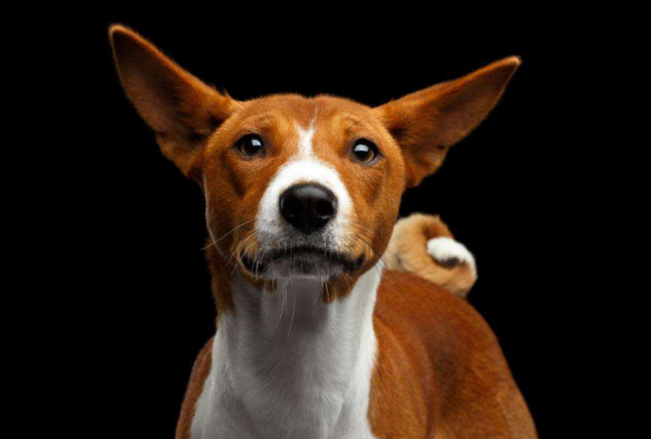 世界上最笨的狗排名