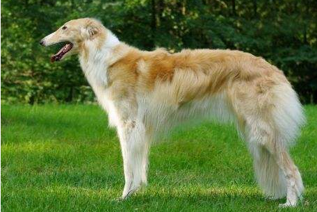 世界上最笨的狗排名