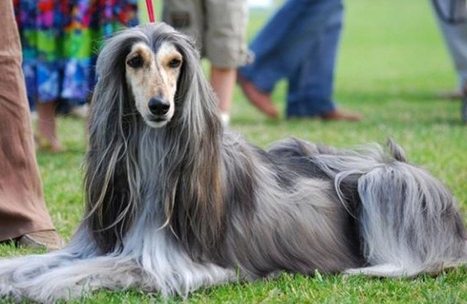 世界上最笨的狗排名