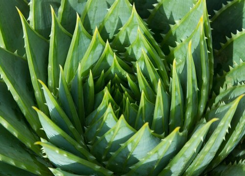 新鲜芦荟的功效与作用及食用方法