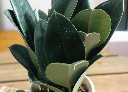 橡皮树多长时间浇一次水