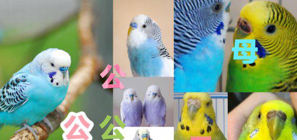 鹦鹉怎么分辨公母