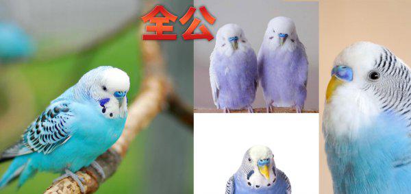 鹦鹉怎么分辨公母