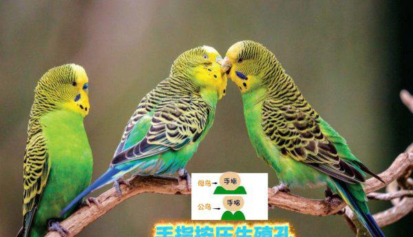 鹦鹉怎么分辨公母